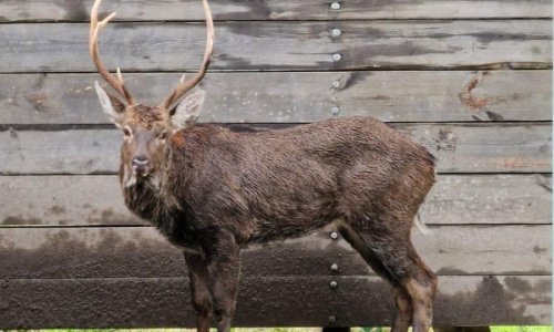 Qubada kanaldan çıxarılan maral nəzarətə götürülüb