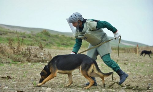 3 mine detection dogs presented to Azerbaijan National Agency for Mine Action