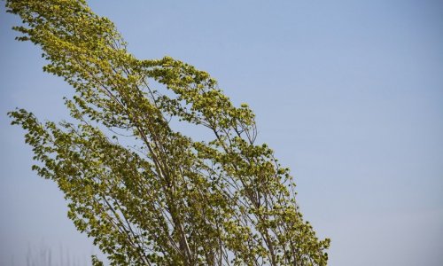 В Азербайджане объявлено желтое и оранжевое предупреждение в связи с сильным ветром