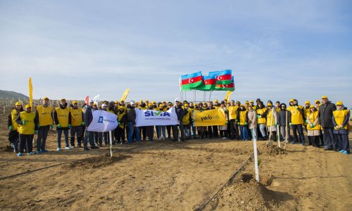 Yelo Bank dedi və etdi: hər müştəri üçün bir ağac!