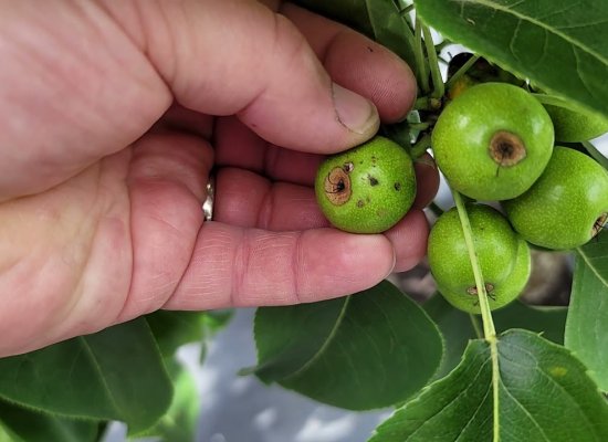 Azerbaijan expands agricultural insurance amid rising climate risks