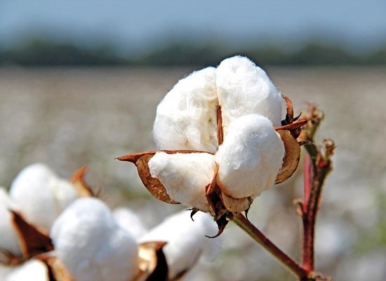 Azerbaijan boosts cotton output, earns over $100 million from fiber exports