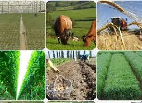 Azərbaycanda kənd təsərrüfatı məhsullarının istehsalçı qiymətləri yüksəlib