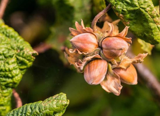 Azərbaycanın meşə fındığı ixracının dəyəri 124,5 milyon manata yüksəlib