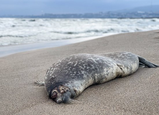 Centre says Caspian seal deaths remain within normal range
