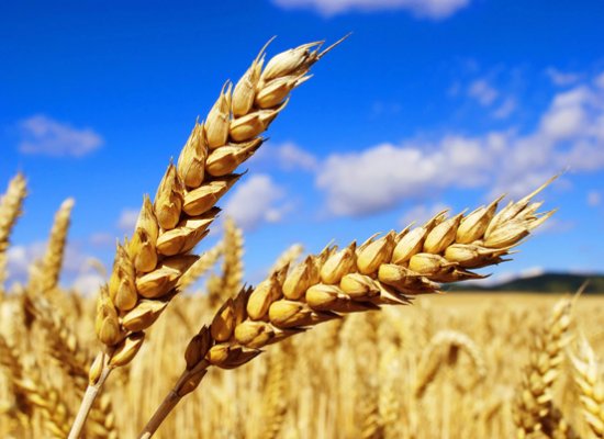 Azərbaycan ərzaqlıq buğdaya olan tələbatını 20% ödəyir