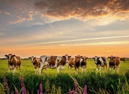 Gürcüstan Azərbaycana mal-qara satışından gəlirini 3 dəfəyə yaxın artırıb