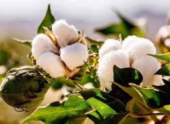 Azərbaycanda pambıq mahlıcı istehsalı 13 %-dən çox artıb