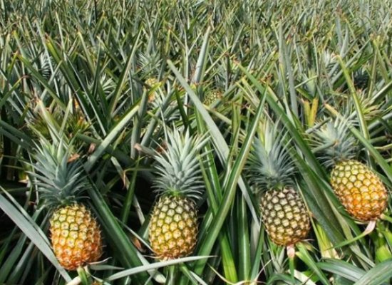 
Azərbaycan Panamadan ananas alışını 27 dəfə artırıb