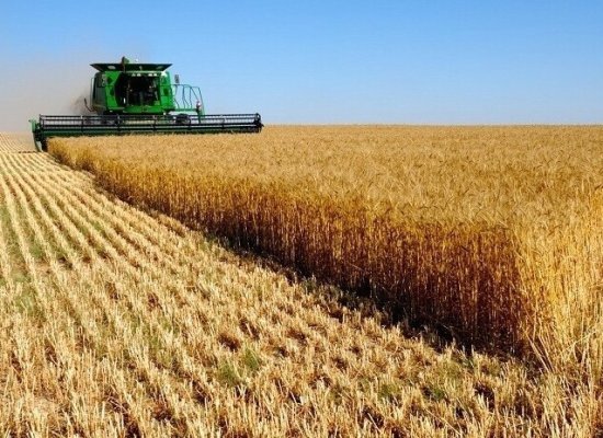 Уборка зерновых в Азербайджане выполнена почти на 67%