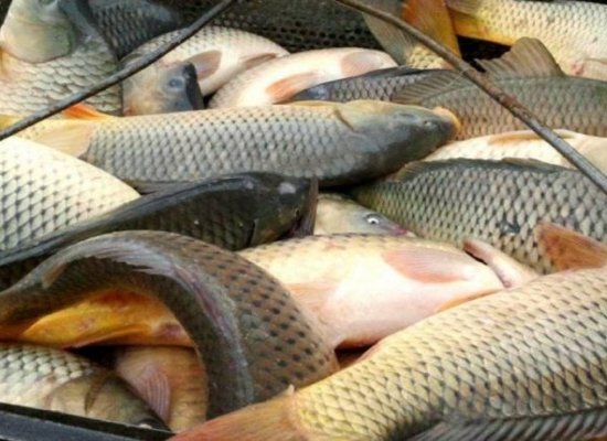 Azerbaijan prepares new rules for sale of fish products