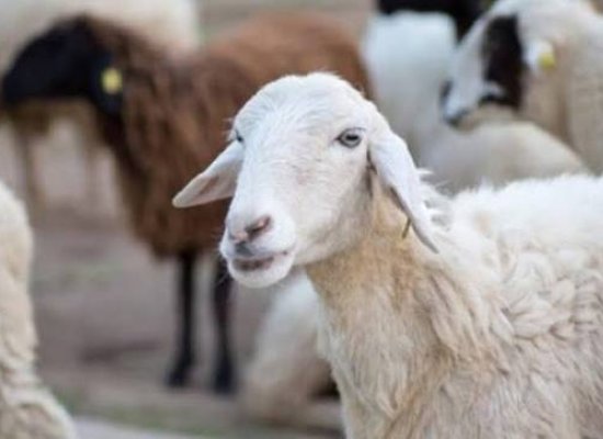 Georgia nearly triples earnings from sheep exports to Azerbaijan