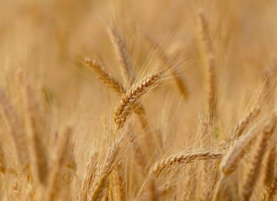 Azərbaycanda buğda və arpa toxumuna illik tələbatın yalnız 44%-i sertifikatlaşdırılmış toxumla ödənilir