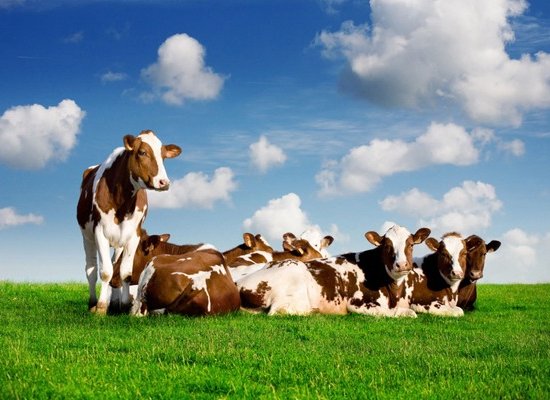 Yeni südlük fermalara heyvan başına 1,500 manat subsidiya veriləcək - nazir