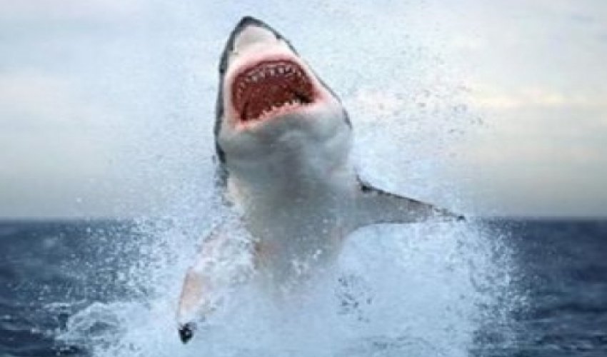 Акула и человек генетически похожи