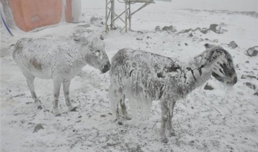 Eşşəklər buz bağladı - FOTO