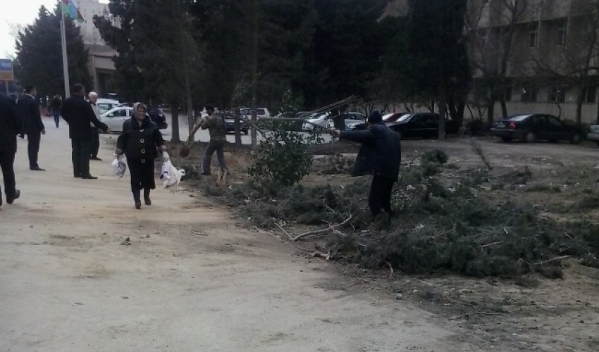 Yasamal rayonunda ağac soyqırımı - FOTO Yasamal rayonunda ağac soyqırımı - FOTO