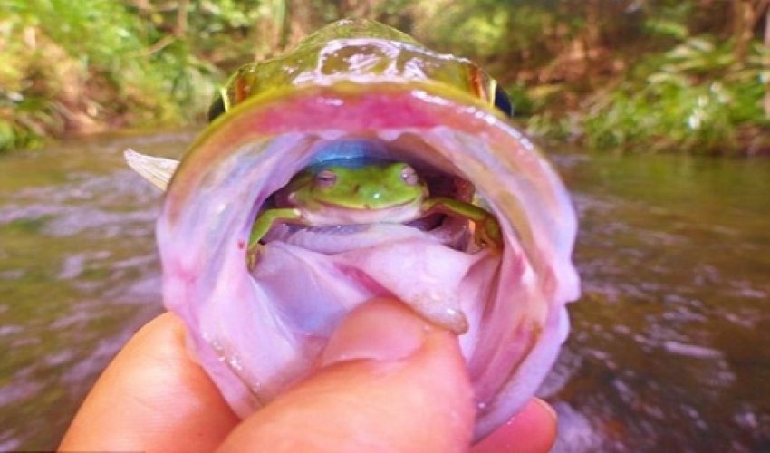 Fish with a frog in his throat - PHOTO