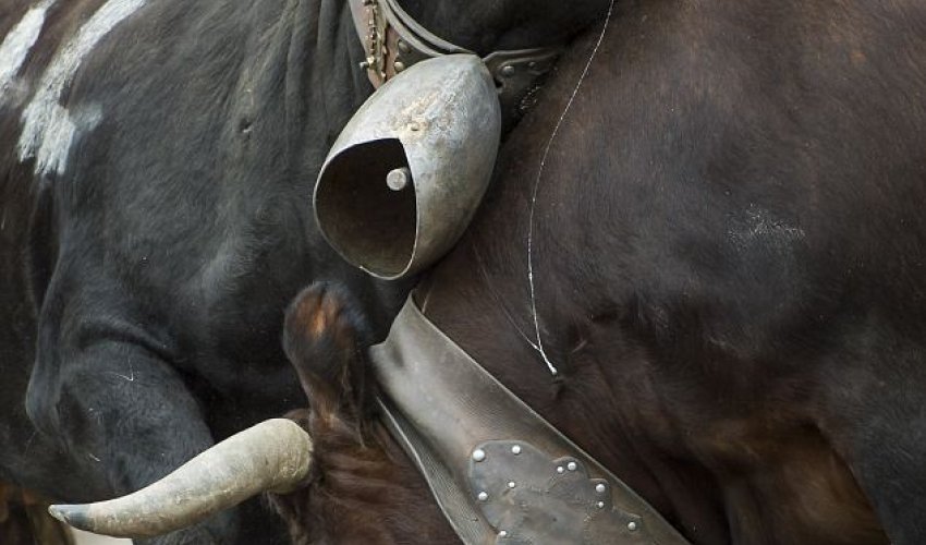 Cows battling it out to be crowned 'Queen of Queens' - PHOTO Cows battling it out to be crowned 'Queen of Queens' - PHOTO