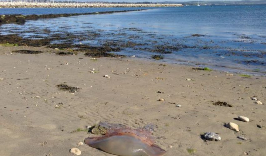 Huge sea creatures wash up across South Coast - PHOTO Huge sea creatures wash up across South Coast - PHOTO