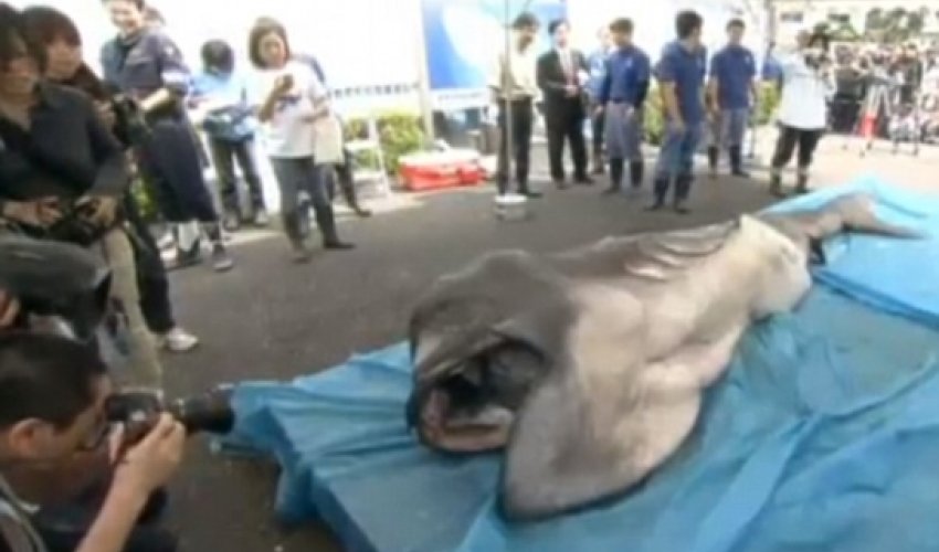 Megamouth shark cut open in front of a crowd - PHOTO+VIDEO Megamouth shark cut open in front of a crowd - PHOTO+VIDEO