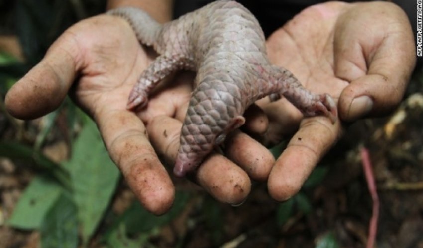 China moves to protect endangered species China moves to protect endangered species