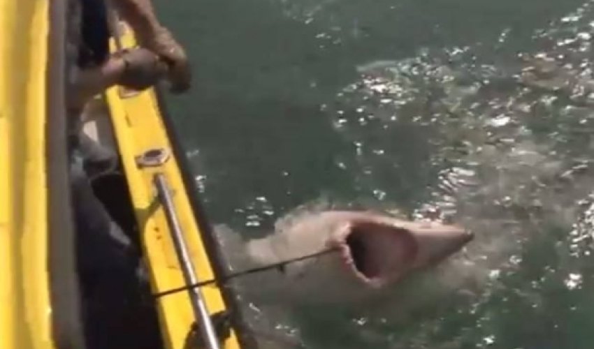 Eight foot shark caught off North Devon coast - PHOTO+VIDEO Eight foot shark caught off North Devon coast - PHOTO+VIDEO