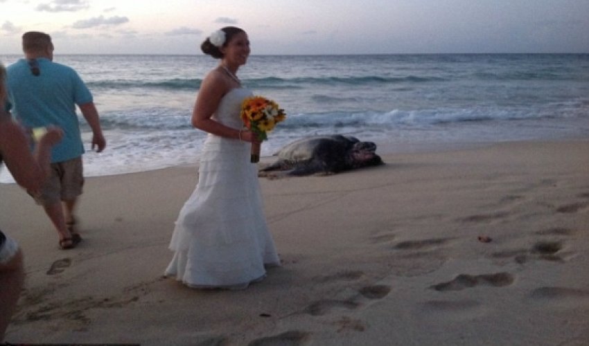 Giant SEA TURTLE crashes luxury beach wedding - PHOTO Giant SEA TURTLE crashes luxury beach wedding - PHOTO