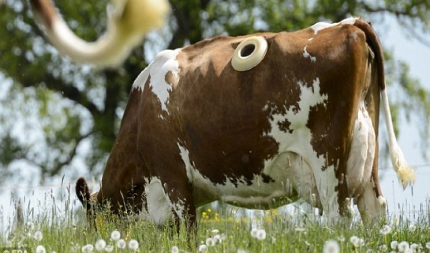 How farmers are monitoring what cows eat using 'window' - VIDEO