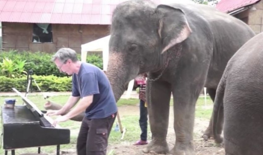 Meet the amazing Thai elephant who can play the 12-bar blues - VIDEO