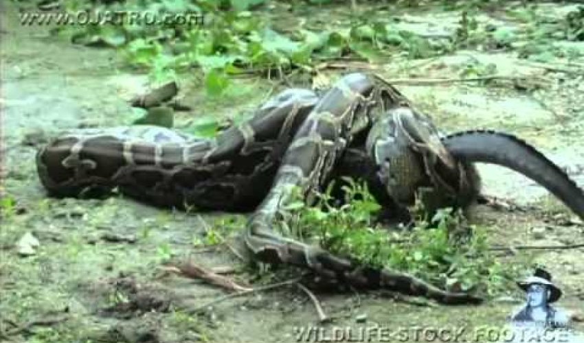 Python eats Alligator - PHOTO+VIDEO Python eats Alligator - PHOTO+VIDEO