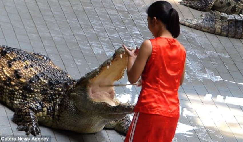 Would you put your head in a crocodile's jaws for £4 a day? - PHOTO Would you put your head in a crocodile's jaws for £4 a day? - PHOTO