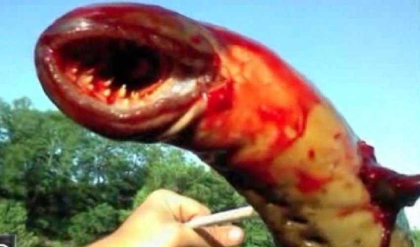 Vampiric Animal - Sea Lamprey - PHOTO+VIDEO