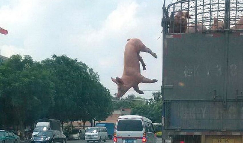 Pig makes daring escape to freedom - PHOTO