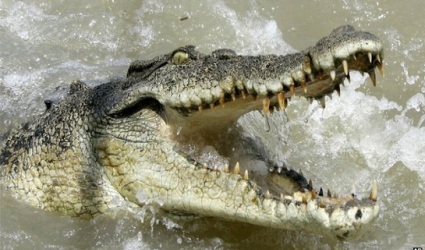 Human remains found inside monster Australian crocodile