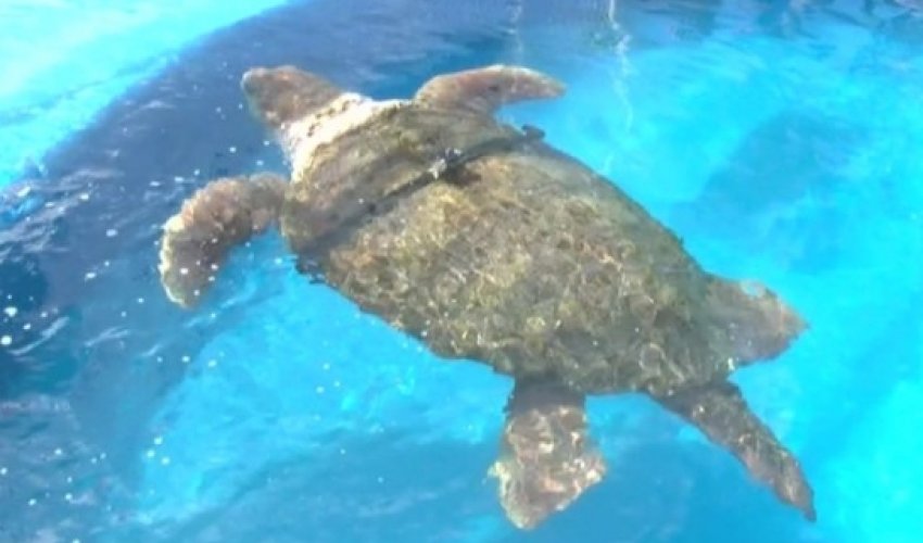 Can Brazil's World Cup turtle oracle match Paul the Octopus?