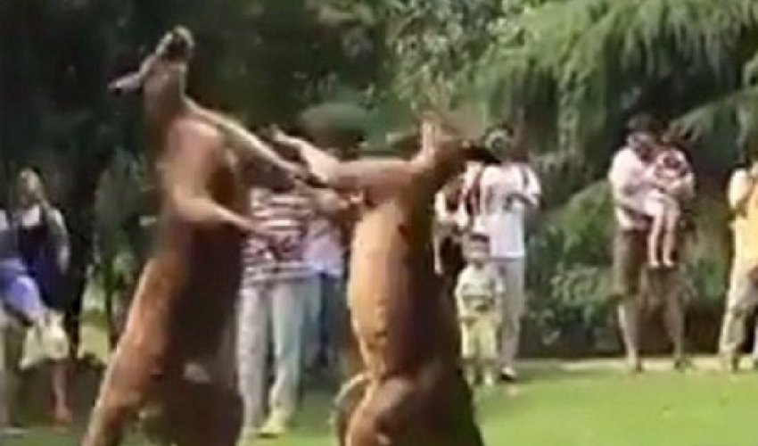 Heyvanlar arasında dava düşdü - Video Heyvanlar arasında dava düşdü - Video