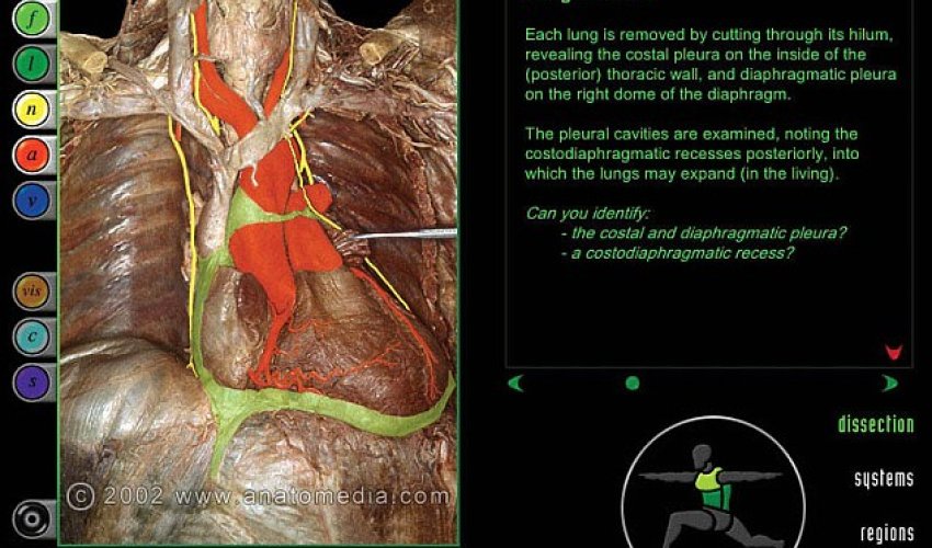 Medical website lets you virtually dissect dead bodies - PHOTO+VIDEO Medical website lets you virtually dissect dead bodies - PHOTO+VIDEO