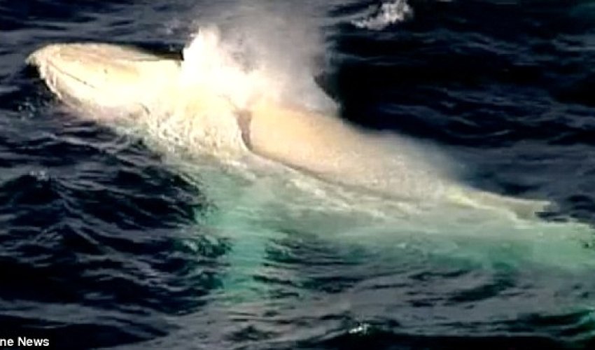 Australia’s favourite whale, Migaloo the albino - PHOTO+VIDEO Australia’s favourite whale, Migaloo the albino - PHOTO+VIDEO
