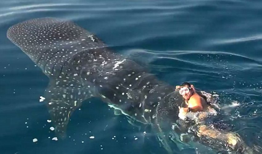 Captain's incredible video riding a 30ft whale shark - PHOTO+VIDEO Captain's incredible video riding a 30ft whale shark - PHOTO+VIDEO