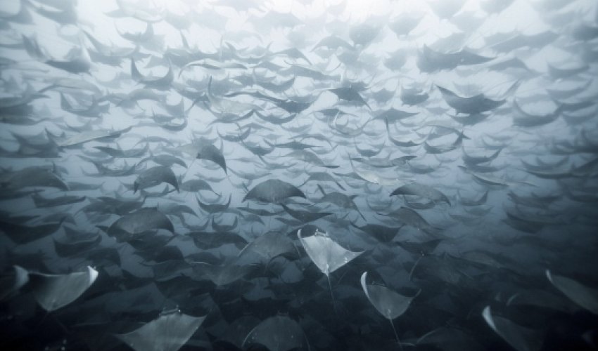 SENSATIONAL entries to the National Geographic photo competition - PHOTO SENSATIONAL entries to the National Geographic photo competition - PHOTO