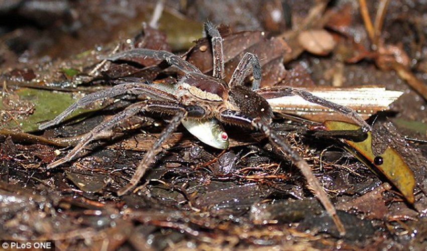 Scientists discover fish-eating SPIDERS - PHOTO