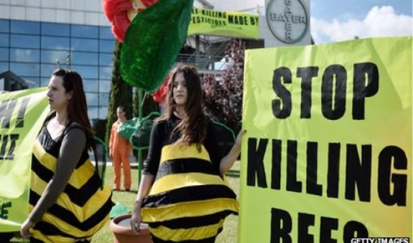 Widespread impacts of neonicotinoids 'impossible to deny' Widespread impacts of neonicotinoids 'impossible to deny'