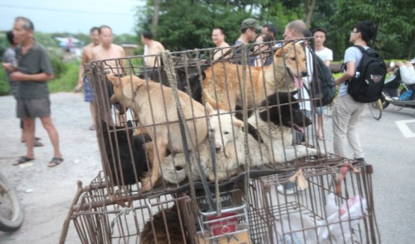 Chinese media call for calm amongst anti-dog meat activists - PHOTO Chinese media call for calm amongst anti-dog meat activists - PHOTO