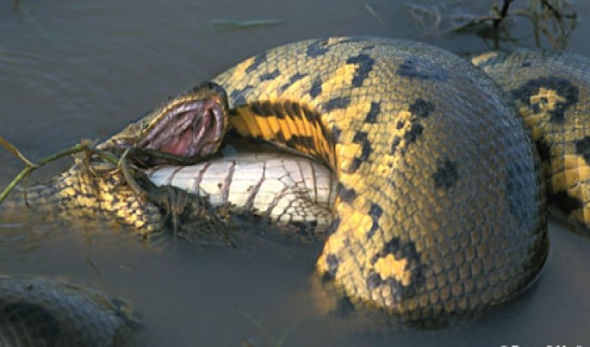 Anaconda bigest snake Attack ingridgott LLANOS - PHOTO+VIDEO