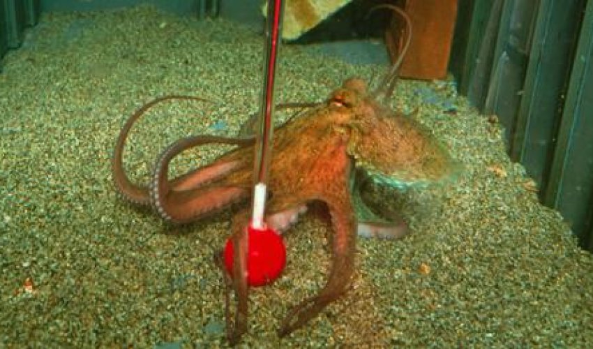 The alien brains living on Earth - PHOTO The alien brains living on Earth - PHOTO