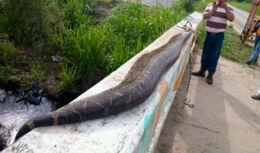 Villagers beat giant 25-foot snake Villagers beat giant 25-foot snake