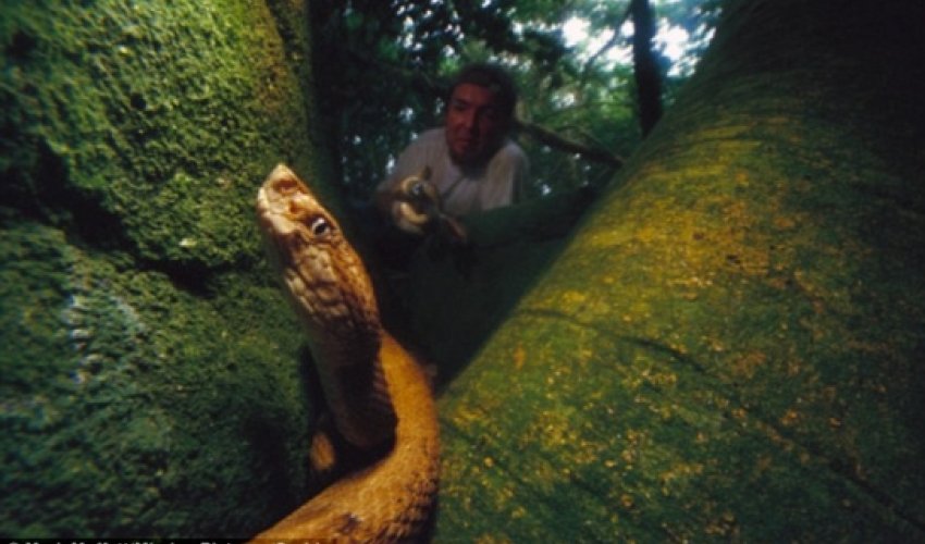 World’s deadliest serpent - and its venom MELTS human flesh World’s deadliest serpent - and its venom MELTS human flesh