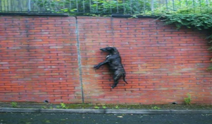 Dead dog is found hanging by its neck - PHOTO Dead dog is found hanging by its neck - PHOTO