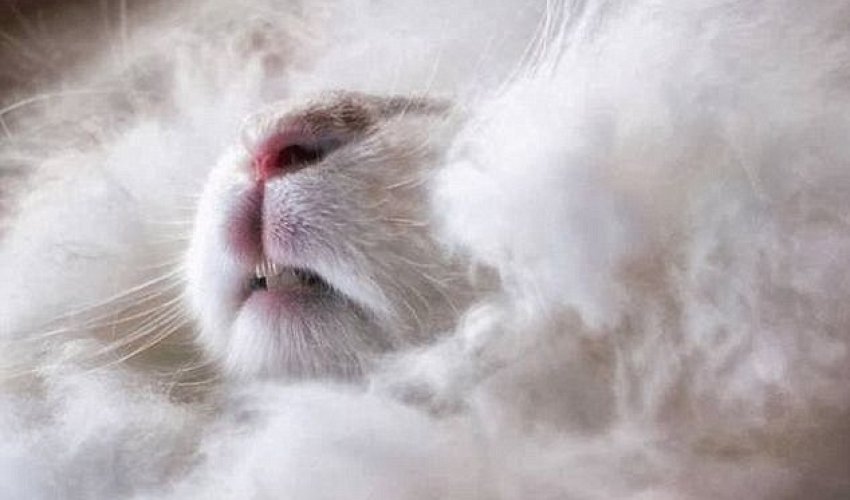 That is one bad hare day - PHOTO That is one bad hare day - PHOTO